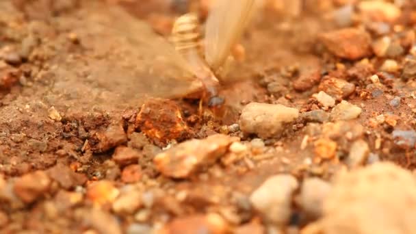 Suntikan Makro Semut — Stok Video