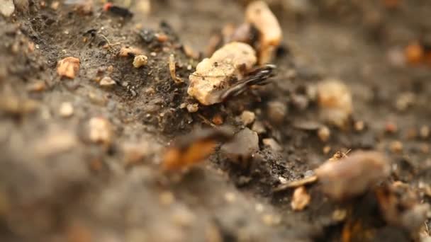 개미의 매크로 — 비디오
