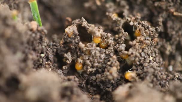Karıncaların Makro Görüntüsü — Stok video