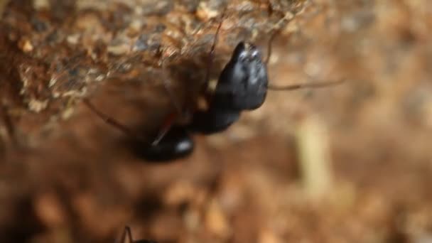 Macro Disparo Una Hormiga — Vídeos de Stock