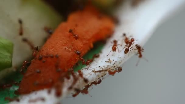 一只蚂蚁的宏观镜头 — 图库视频影像
