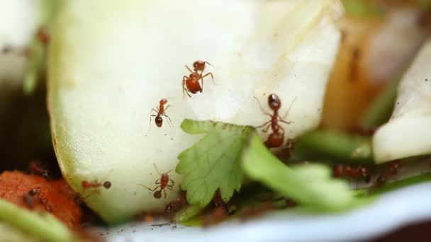 Μακροσκοπική Λήψη Μυρμηγκιών — Αρχείο Βίντεο