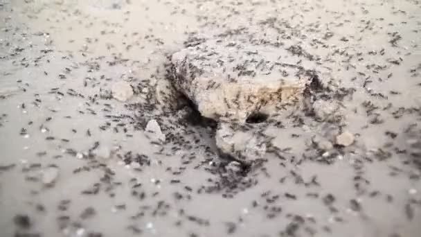 Μακροσκοπική Λήψη Μυρμηγκιών — Αρχείο Βίντεο