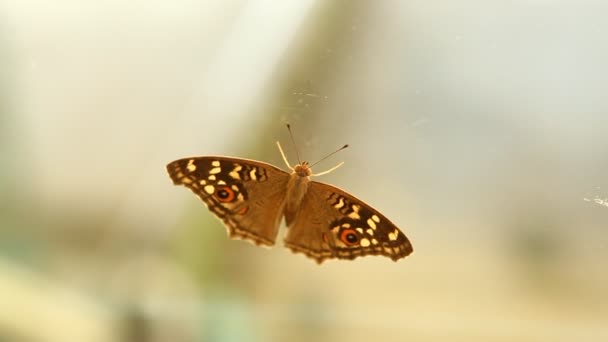 Detailní Záběr Motýla — Stock video