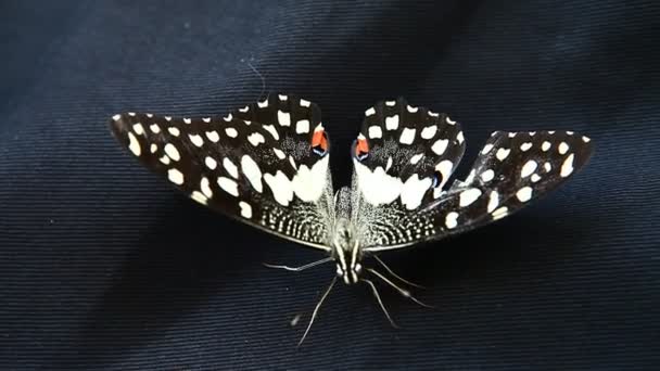 Closeup Butterfly — Stock Video