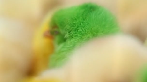 Vackra Färgglada Ljusa Målade Kycklingar — Stockvideo