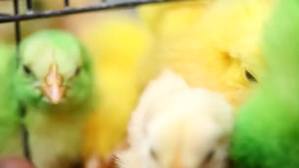 漂亮的彩色彩绘小鸡 — 图库视频影像