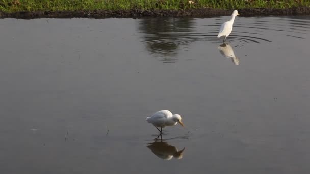 乡村地区的雀鸟起重机 — 图库视频影像