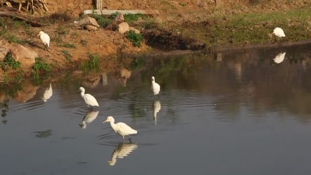 村の農村部での鳥クレーン — ストック動画