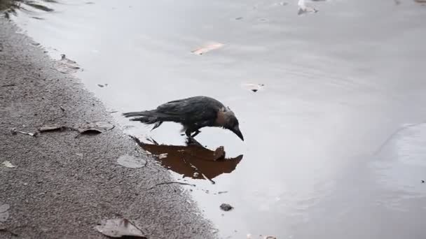 Bird Crow Water — Stock Video