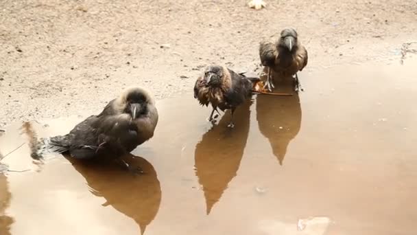 Cuervo Pájaro Agua — Vídeos de Stock