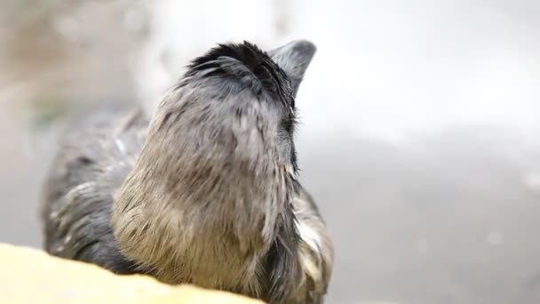 Μακροσκοπική Λήψη Του Bird Crow — Αρχείο Βίντεο