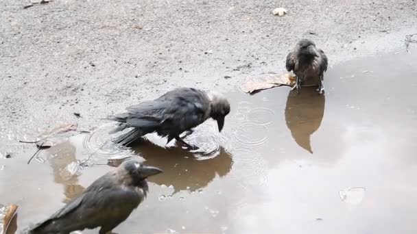 Cuervo Pájaro Agua — Vídeos de Stock