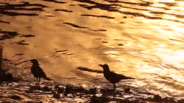 Птичья Ворона Воде — стоковое видео