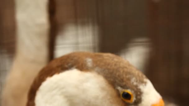 花园里的鸭子 — 图库视频影像