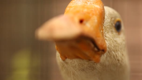 花园里的鸭子 — 图库视频影像