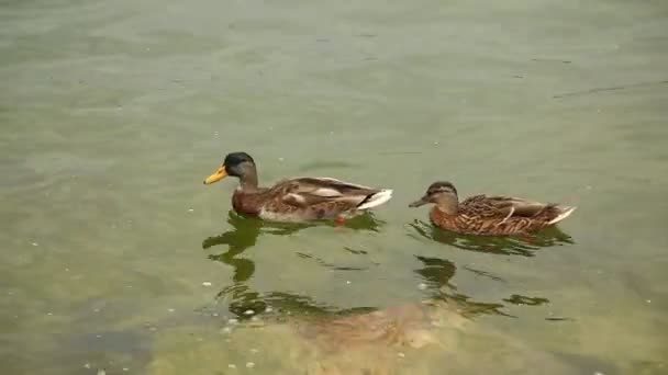 Ducks Water — Stock Video