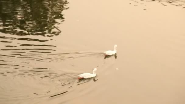 倒入水中的鸭子 — 图库视频影像