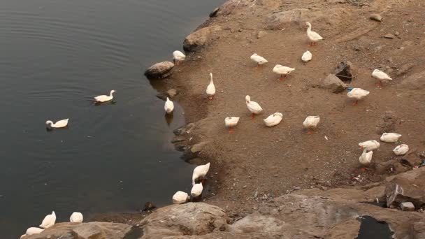 倒入水中的鸭子 — 图库视频影像