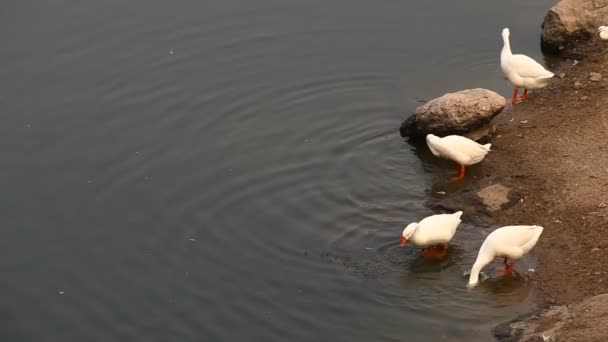 Ducks Water — Stock Video