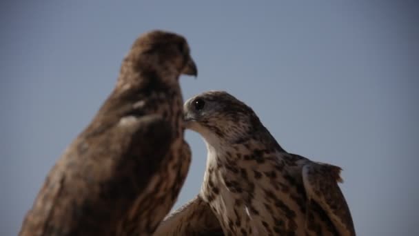 砂漠の鳥のワシ — ストック動画