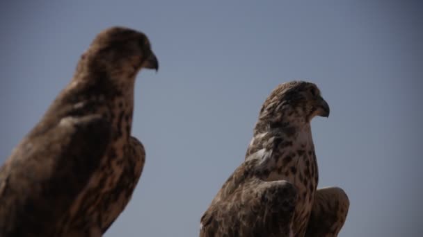 Bird Eagle Desert — Stock Video