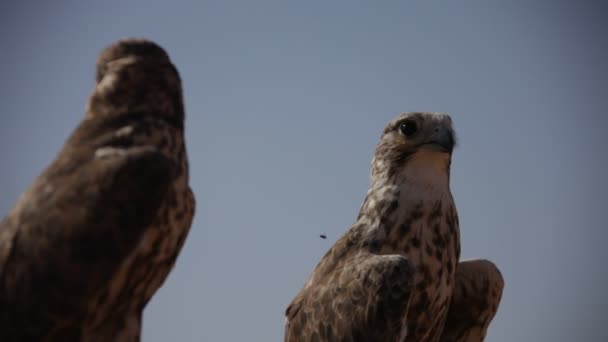沙漠中的雀鹰 — 图库视频影像