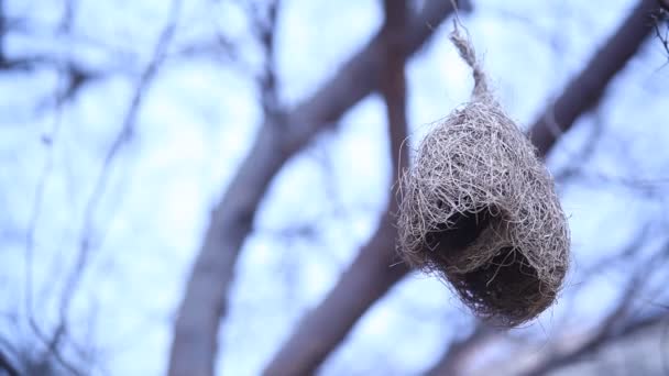 Ptačí Hnízdo Stromě — Stock video