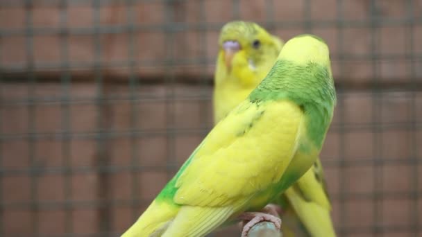 Perroquet Oiseau Dans Une Cage — Video