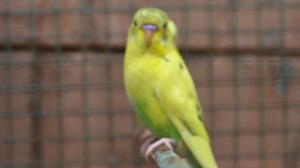 Papagaio Pássaro Uma Jaula — Vídeo de Stock