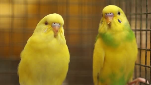 Птичий Попугай Клетке — стоковое видео