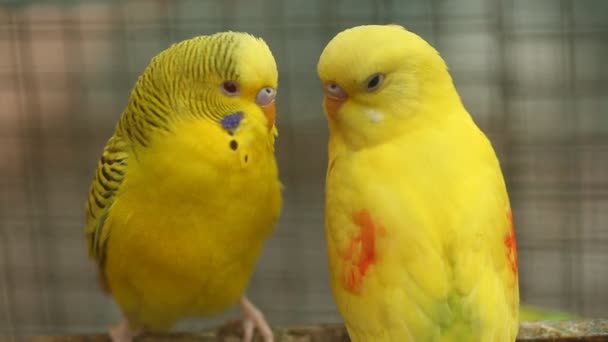 Bird Parrot Cage — Stock Video