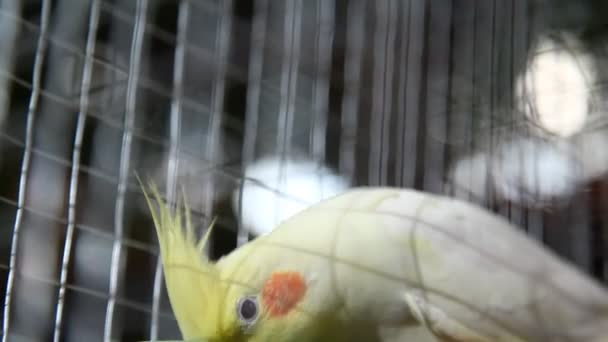 Pappagallo Uccello Una Gabbia — Video Stock