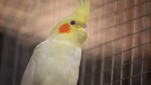 Perroquet Oiseau Dans Une Cage — Video