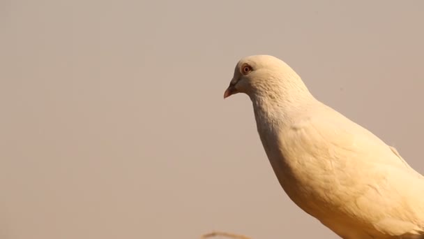 白い鳩のクローズアップ — ストック動画