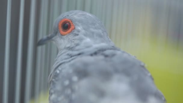 Pigeon Dans Une Cage — Video