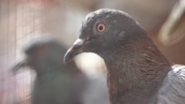 檻の中の鳩 — ストック動画