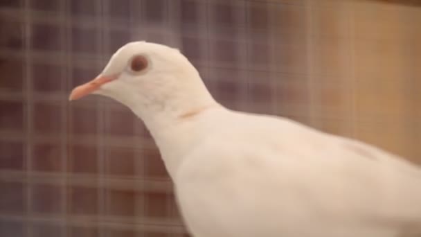 白い鳩のクローズアップ — ストック動画