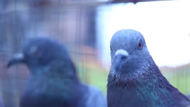 檻の中の鳩 — ストック動画
