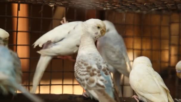 笼中的鸽子 — 图库视频影像