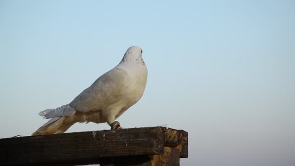 Nahaufnahme Einer Weißen Taube — Stockvideo