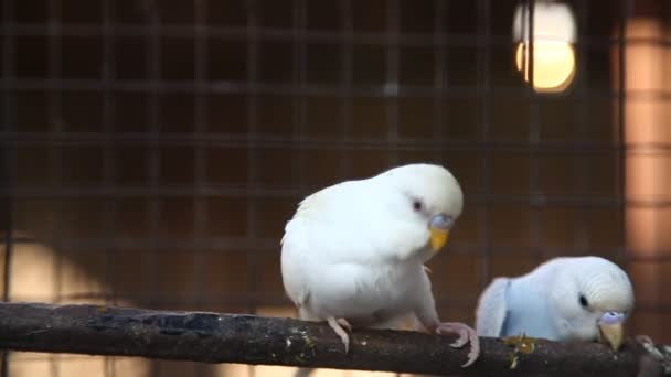Papoušek Pták Kleci — Stock video