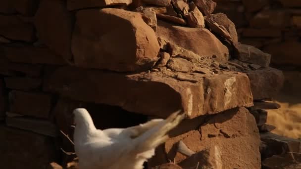 Gros Plan Pigeon Blanc — Video