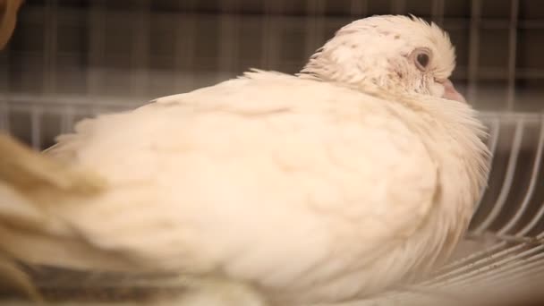 Nahaufnahme Einer Weißen Taube — Stockvideo