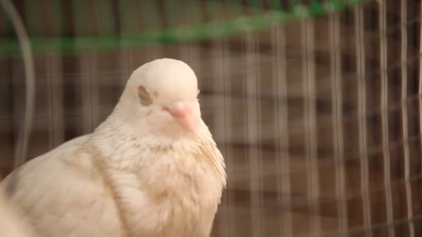 一只白鸽的特写 — 图库视频影像