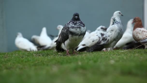 鸽子在广场觅食 — 图库视频影像