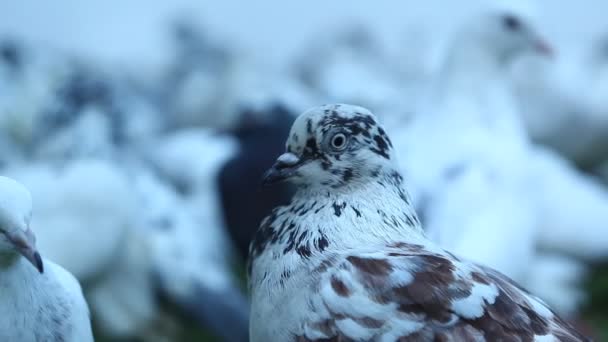 Pigeons Nourrissant Sur Place — Video