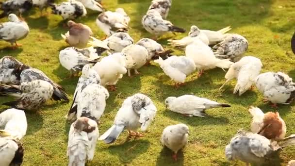 Pigeons Feeding Square — Stock Video