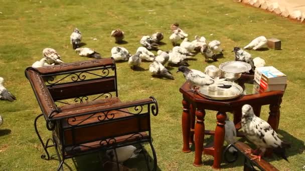 Porumbeii Hrănesc Piață — Videoclip de stoc