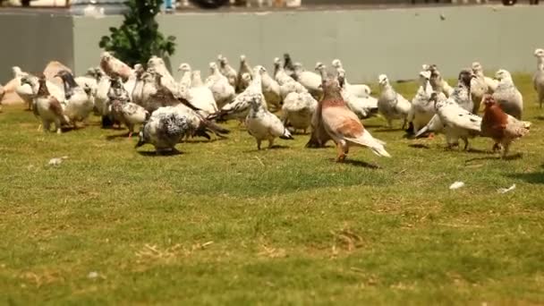 Pigeons Feeding Square — Stock Video